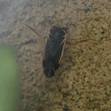 Water Boatman