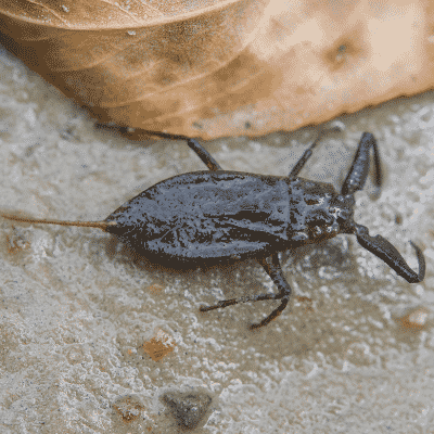 Water Scorpion