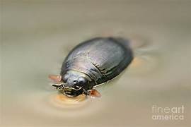 Whirligig Beetle