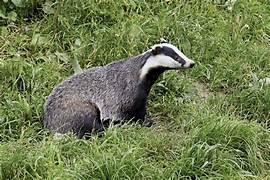 European Badger