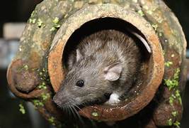 Brown Rat