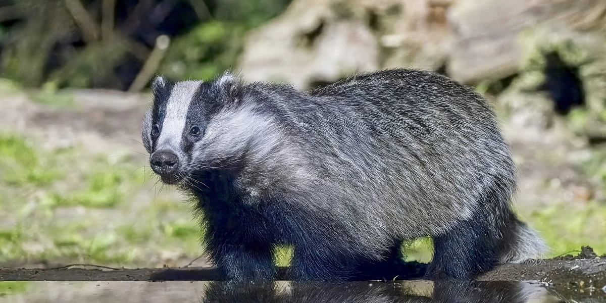 European Badger (Meles meles) in ancient Commons woodland