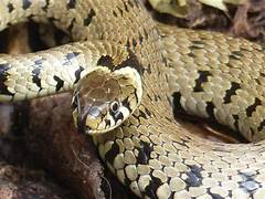 Grass Snake