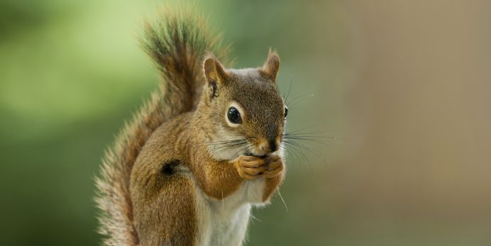 Grey Squirrel