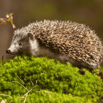 European Hedgehog