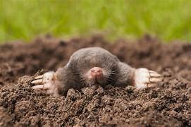 European Mole