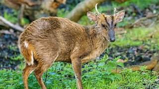 Muntjac Deer