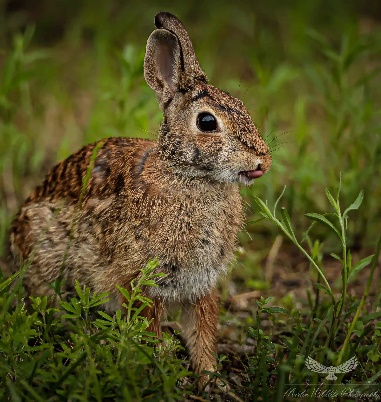 Wild Rabbit