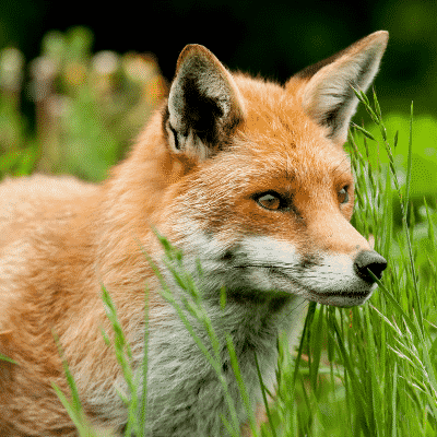 Red Fox