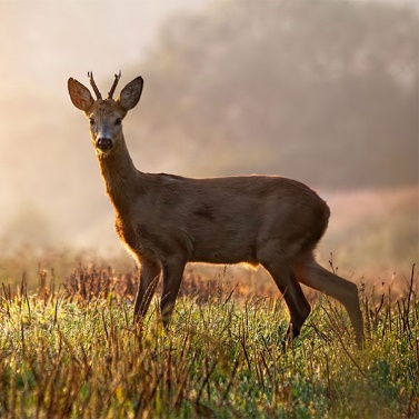 Roe Deer