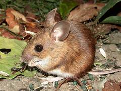 Wood Mouse