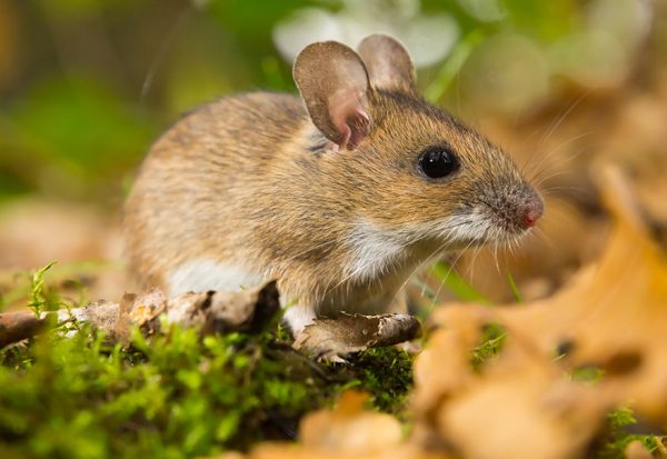 Yellow-necked Mouse